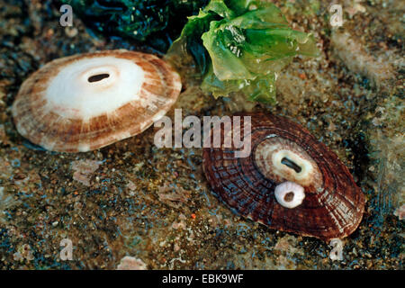 Keyhole limpet, Italiano keyhole limpet (Diodora italica), due gusci su roccia bagnata Foto Stock