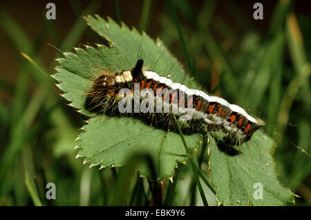 Grigio (pugnale Acronicta psi), bruco su foglia, Germania Foto Stock