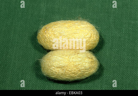 Silkworm tarma (Bombice mori), due bozzoli Foto Stock