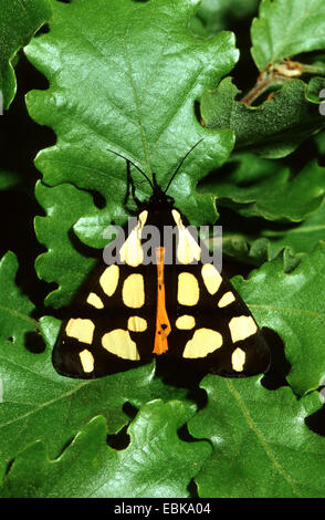 Spot color crema tiger (Arctia villica, Epicallia villica), imago su foglia, Germania Foto Stock