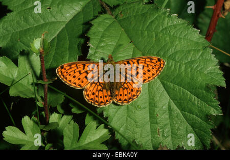 Pearl-delimitata fritillary (Clossiana euphrosyne, Boloria euphrosyne), imago su foglia, Germania Foto Stock