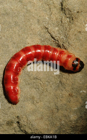 Falena di capra (Cossus cossus), Caterpillar, Germania Foto Stock