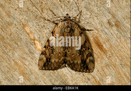 Rosy underwing (Catocala electa), imago su deadwood, Germania Foto Stock