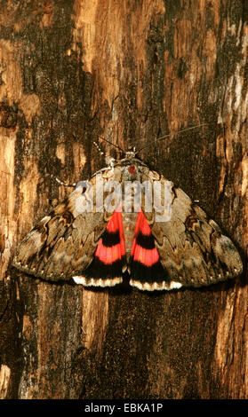 Rosy underwing (Catocala electa), imago su deadwood, Germania Foto Stock