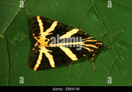 Jersey tiger, Russo tiger (Callimorpha quadripunctaria, Euplagia quadripunctaria), imago su foglia, Germania Foto Stock