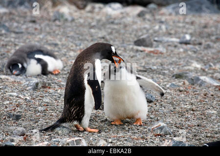 Pinguino gentoo (Pygoscelis papua), alimentazione dei giovani penguin, Antartide Foto Stock