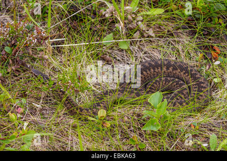 Il sommatore, comune viper, comune europea, Viper Viper comune (Vipera berus), prendere il sole, Russia, Kola, Varzuga Foto Stock