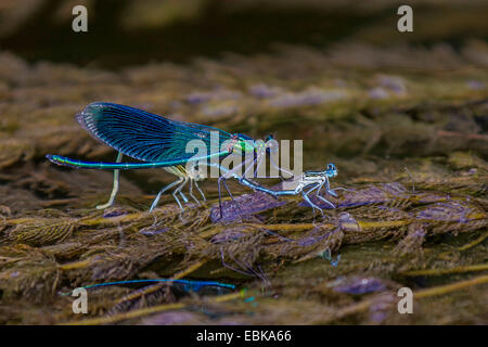 Nastrare blackwings, agrion nastrati, nastrati demoiselle (Calopteryx splendens, Agrion splendens), maschio atacking , Germania Baviera, Stafffelseeache Foto Stock