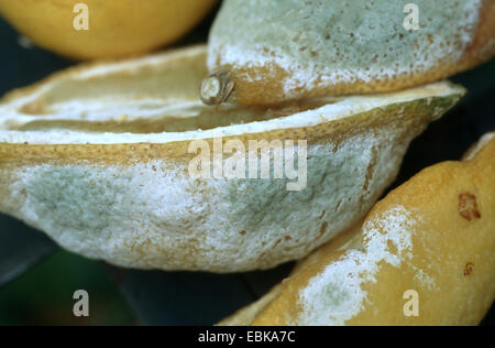 Limone (Citrus limon), Frutti infestati con penicillium Foto Stock