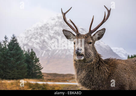 Red Deer stag in posa davanti Stob Dearg (Buachaille Etive Mor), Highlands scozzesi, Scozia Foto Stock