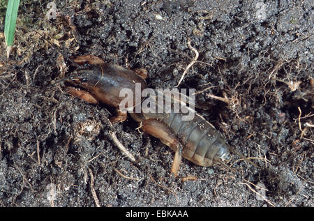 Mole cricket (Gryllotalpa gryllotalpa), nella sua tana, Germania Foto Stock