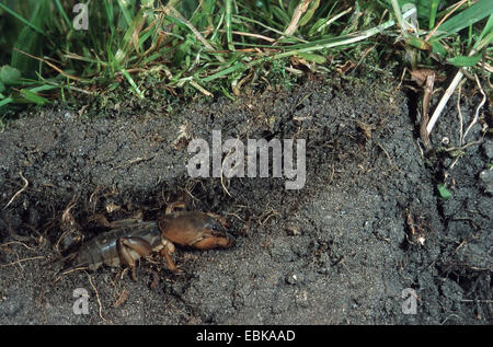 Mole cricket (Gryllotalpa gryllotalpa), nella sua tana, Germania Foto Stock