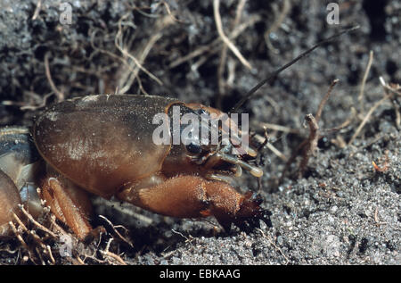 Mole cricket (Gryllotalpa gryllotalpa), nella sua tana, Germania Foto Stock