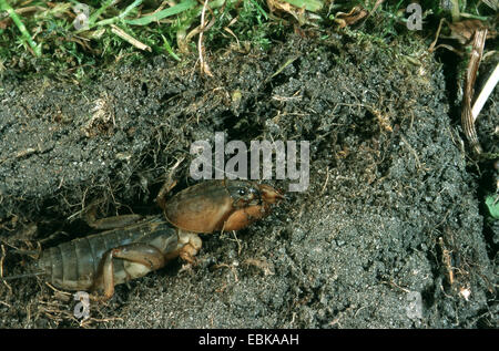 Mole cricket (Gryllotalpa gryllotalpa), nella sua tana, Germania Foto Stock