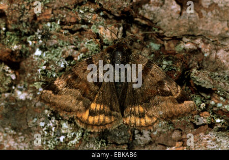 Burnett companion (Ectypa glyphica, Euclidia glyphica), sulla corteccia, Germania Foto Stock