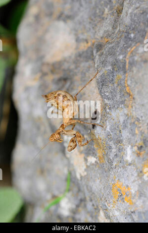 Nana europea Mantis Ameles (cfr spallanziana), femmina in corrispondenza di una roccia, Grecia, PELOPONNESO Foto Stock