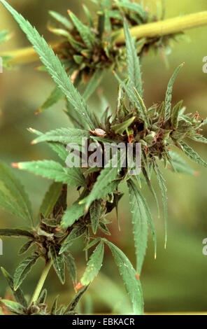 La Cannabis sativa subsp. spontanea (Cannabis sativa subsp. spontanea), infiorescenza di una pianta femmina Foto Stock