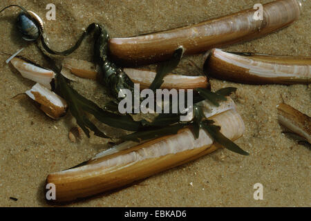 Guscio di rasoio, rasoio vongola, pesci rasoio, rasoio spada (Ensis arcuatus), conchiglie giacente nella sabbia tra le alghe Foto Stock