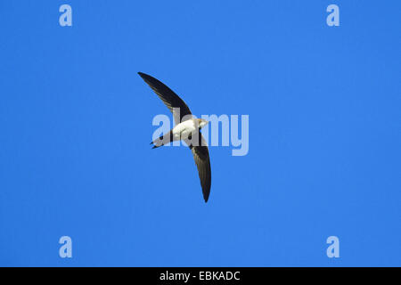 Alpine swift (Apus melba, Tachymarptis melba), in volo, Francia Foto Stock