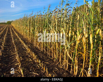 Mais indiano, mais (Zea mays), il raccolto di un campo di mais, Germania Foto Stock