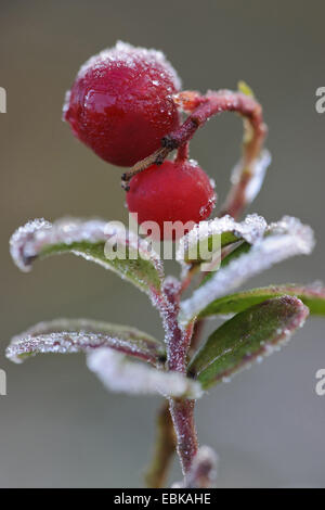 Cowberry, foxberry, lingonberry, mirtillo rosso (vaccinium vitis-idaea), frutti di bosco su un ramo, Germania, Bassa Sassonia Foto Stock