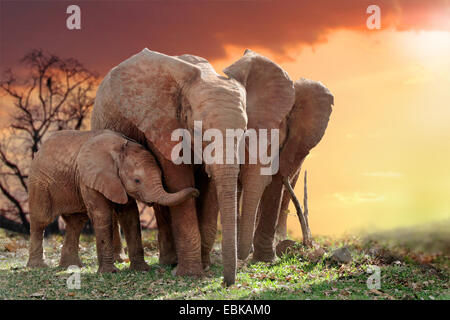 Elefante africano (Loxodonta africana), elefanti con giovane animale in sunset, Kenya, Amboseli National Park Foto Stock