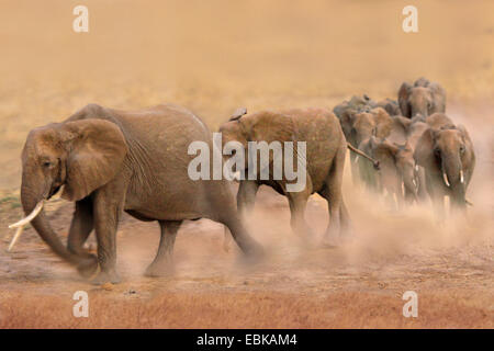 Elefante africano (Loxodonta africana), gruppo camminando rapidamente attraverso la steppa e soffiare polvere, Kenya, Amboseli National Park Foto Stock