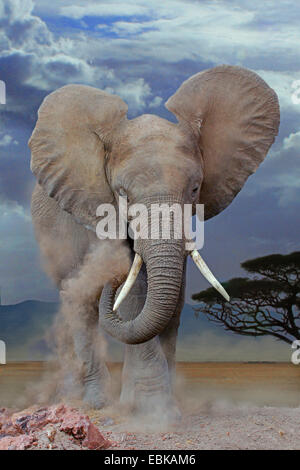 Elefante africano (Loxodonta africana), polvere di elefante balneazione, Kenya, Amboseli National Park Foto Stock