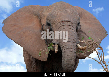 Elefante africano (Loxodonta africana), alimentando un ramoscello, Tanzania, Parco Nazionale di Tarangire e Foto Stock