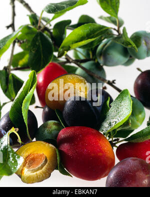 Unione prugna (Prunus domestica), alcune prugne diverse Foto Stock