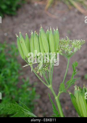 Dolce cicely, anice, Cicely, Spagnolo cerfoglio (Myrrhis odorata, Scandix odorata), frutta, Germania Foto Stock