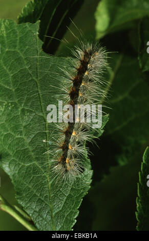 Fall webworm (Hyphantria cunea), bruco su foglia, Germania Foto Stock