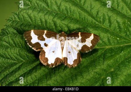 Offuscato la falena di confine, offuscato la frontiera (Lomaspilis marginata), seduta su una foglia, Germania Foto Stock