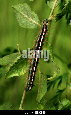 Lacchè, Europeo lackey moth, comune lacchè (Malacosoma neustria), Caterpillar su un ramo, Germania Foto Stock