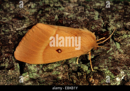 Oak eggar (Lasiocampa quercus), imago sulla corteccia, Germania Foto Stock