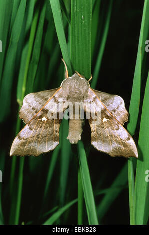 Il PIOPPO Hawkmoth (Laothoe populi), imago sulla lama di erba, Germania Foto Stock