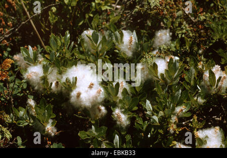 Alabarda willow (Salix hastata), la fruttificazione Foto Stock