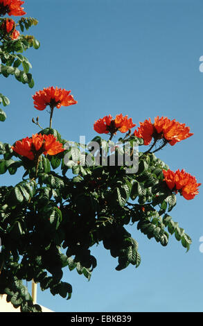 Flame Tree (Spathodea campanulata), filiale di fioritura Foto Stock