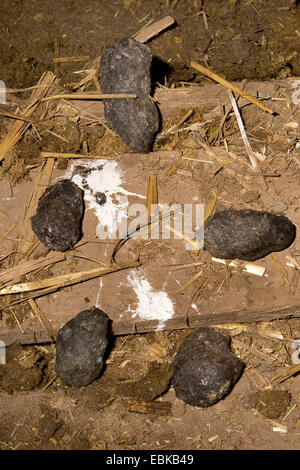 Il barbagianni (Tyto alba), pellet su un pavimento stabile, Germania Foto Stock