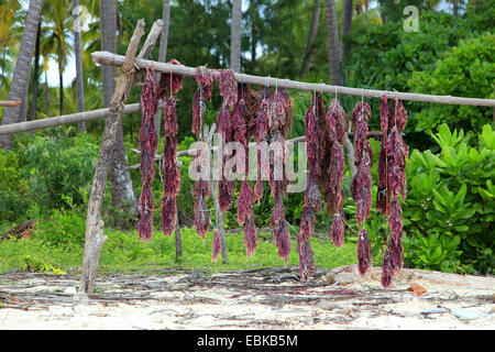 Alghe rosse appesi per asciugare sulla spiaggia di Zansibar, Tanzania, Sansibar Foto Stock