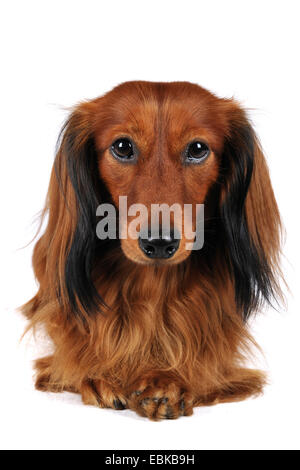 Con i capelli lunghi Bassotto a pelo lungo cane salsiccia, cane domestico (Canis lupus f. familiaris), ritratto, Germania Foto Stock