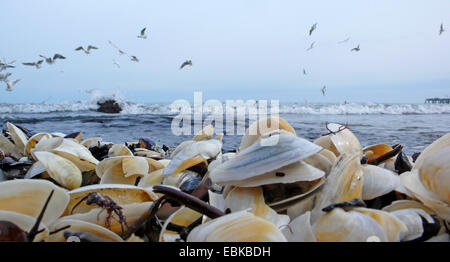 Conchiglie, alghe und granite presso la spiaggia di sabbia lavata di fresco da surf con uccelli acquatici volare al di sopra, Germania, Meclemburgo-Pomerania, Ruegen, Binz Foto Stock