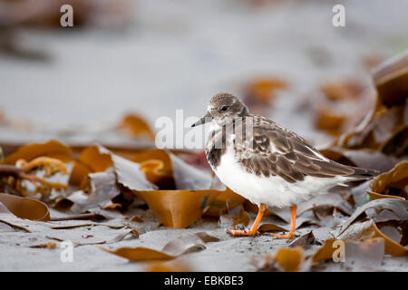 Voltapietre (Arenaria interpres), d'inverno il piumaggio, passeggiate tra i resti delle alghe sulla spiaggia di sabbia, Germania, Schleswig-Holstein Foto Stock