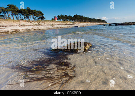Alghe marine nel Mar Baltico, faro Gellen in background, Germania, Meclemburgo-Pomerania, Hiddensee Foto Stock