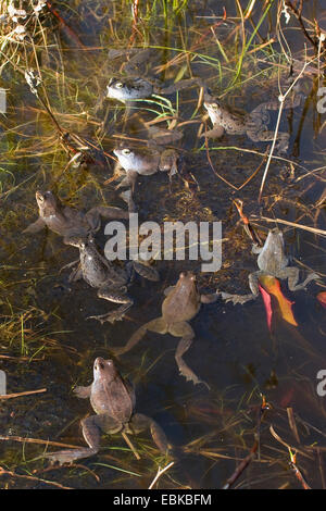 Moor frog (Rana arvalis), alcuni uomini seduti in un moro con grumi di spawn, Germania Foto Stock