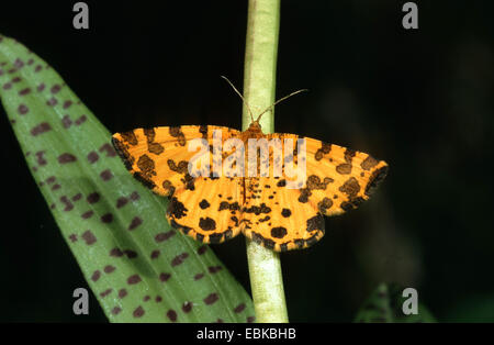 Screziato giallo (Pseudopanthera macularia), seduto su un germoglio, Germania Foto Stock