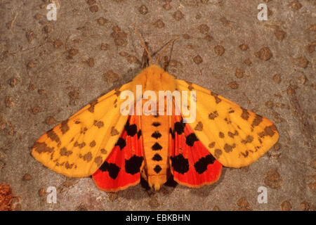 Uva spina tiger (Rhyparia purpurata), seduto sulla corteccia, Germania Foto Stock