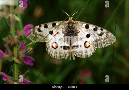 Apollo (Parnassius apollo), imago a fiori, Germania Foto Stock