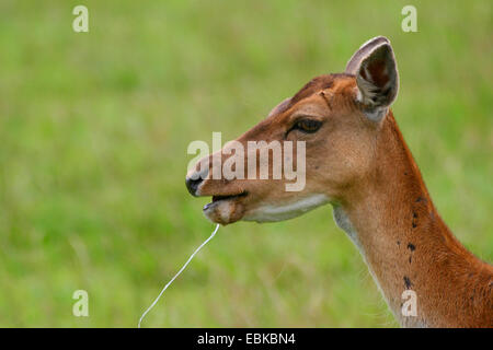 Daini (Dama Dama, Cervus dama), masticare e sbavare Foto Stock