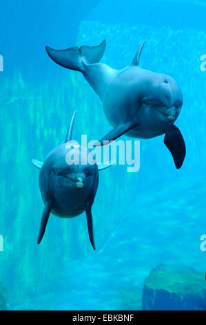 Bottlenosed dolphin, comune bottiglia di delfini dal naso (Tursiops truncatus), due delfini nuotare nel delfinario Foto Stock